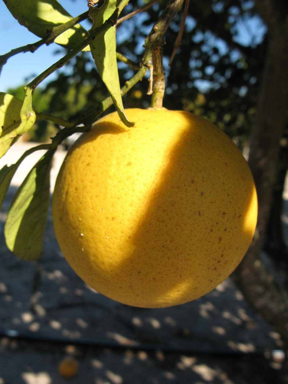              Fruit (Winter Haven, FL)       